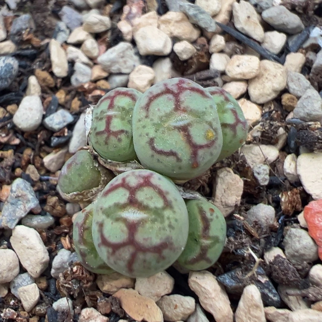 21多肉植物百科植物