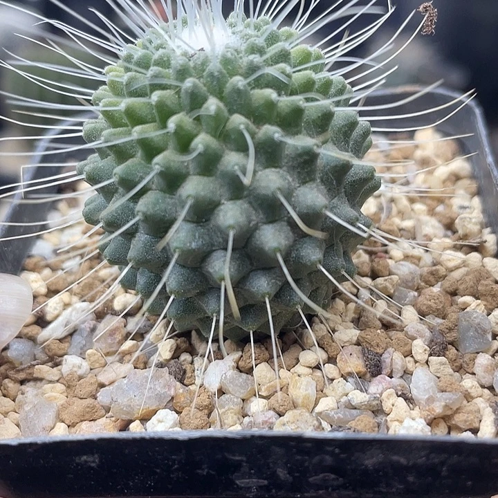 海泉变种一颗包邮