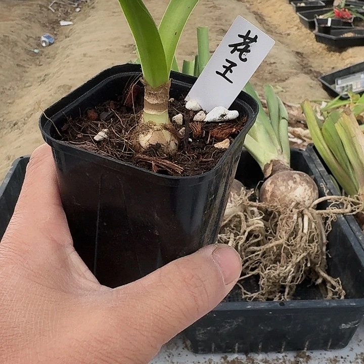 花王朱顶红一棵2.1