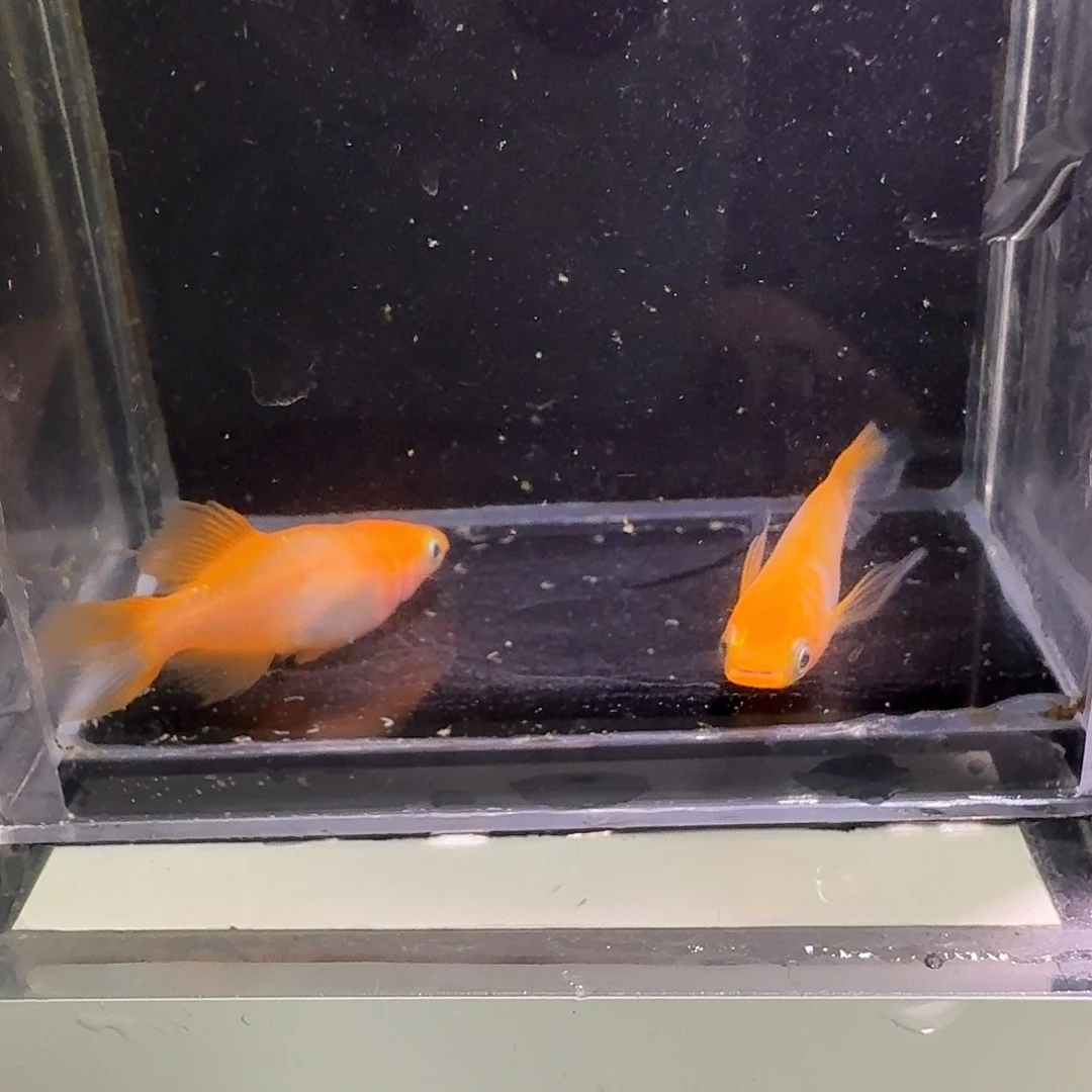 青鳉鱼一物一拍206