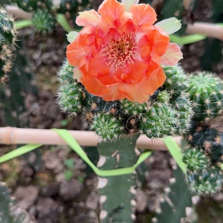 丽花夹心无根菜蚜三公分左右