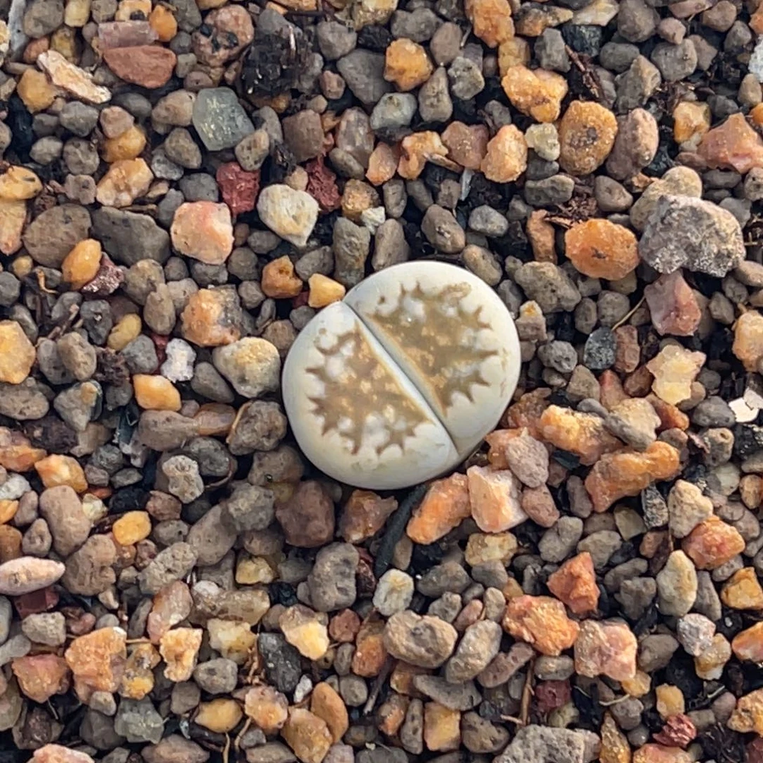 9500柠檬唇一颗。