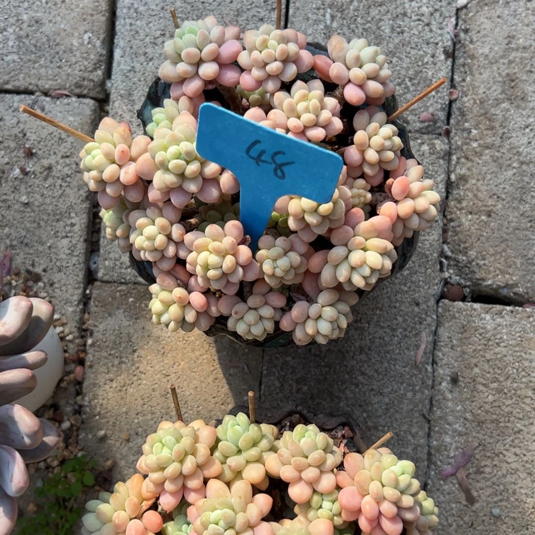 罗****?多肉植物一物一拍