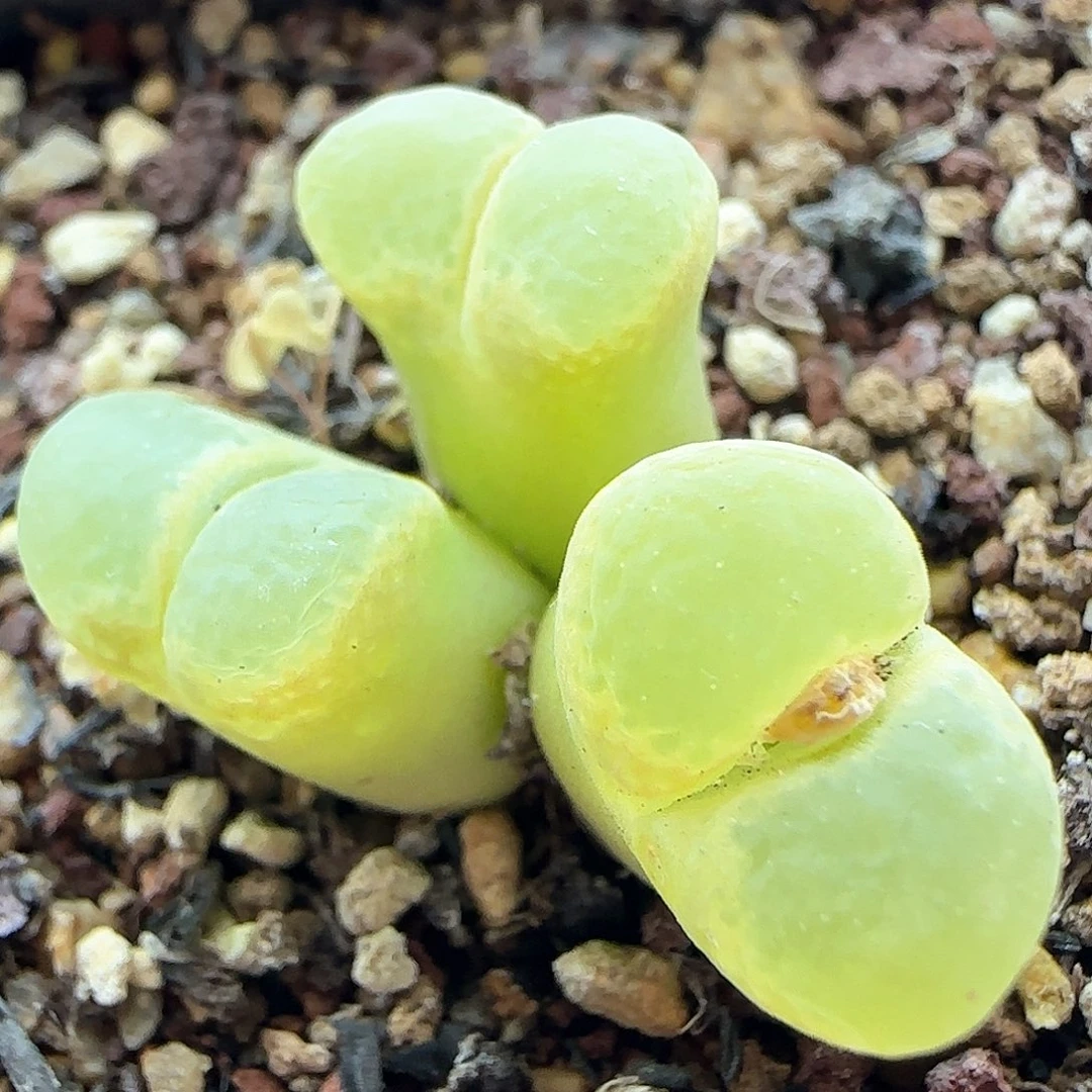 脱土年后发货24698