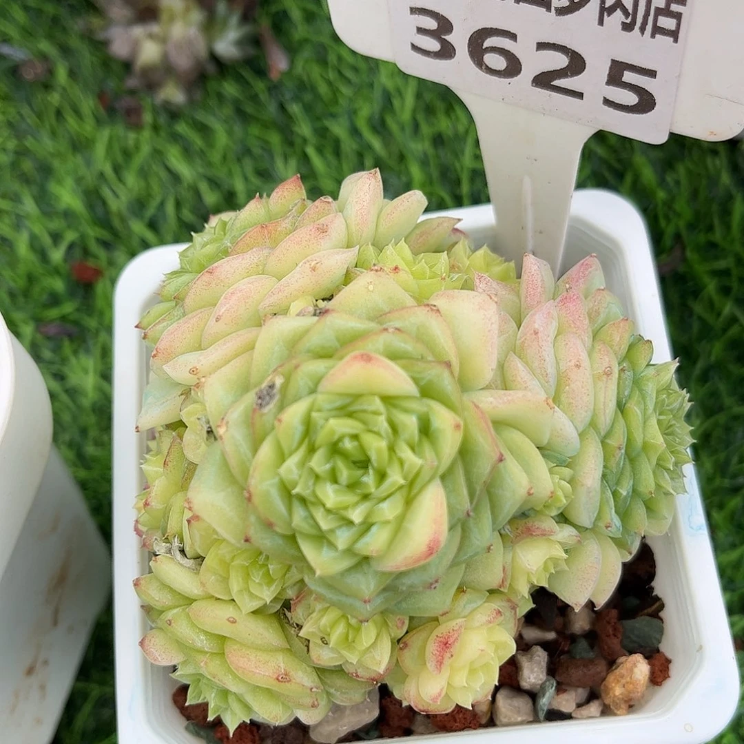 多肉植物3625 一定要拍个冷链哦