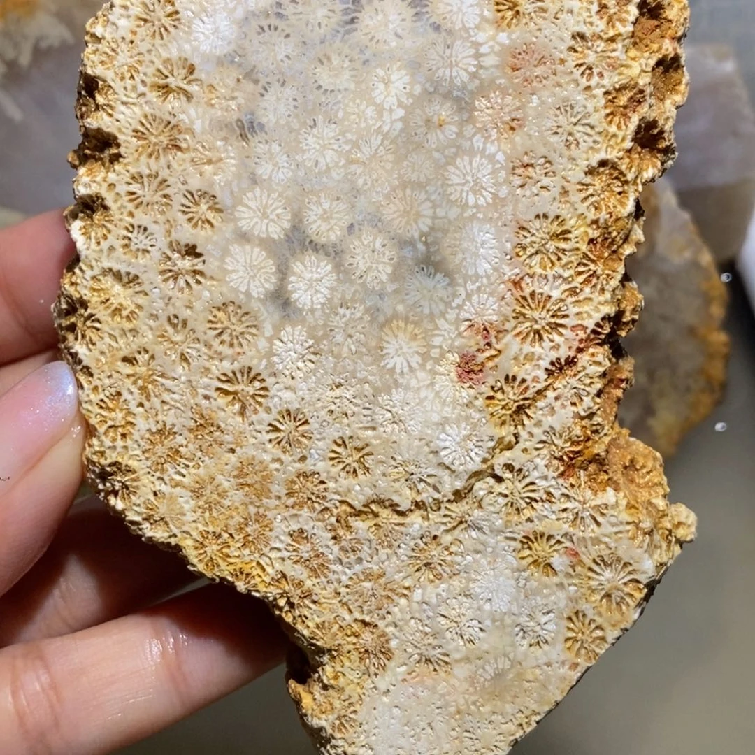 【闪购商品】未镶嵌珊瑚玉硅化玉