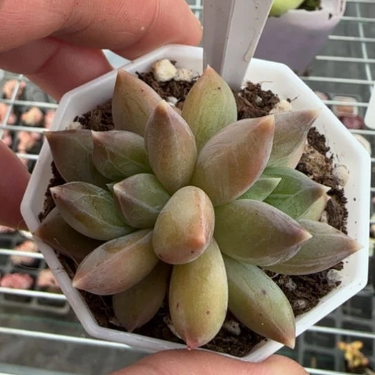 70重楼满18包邮多肉