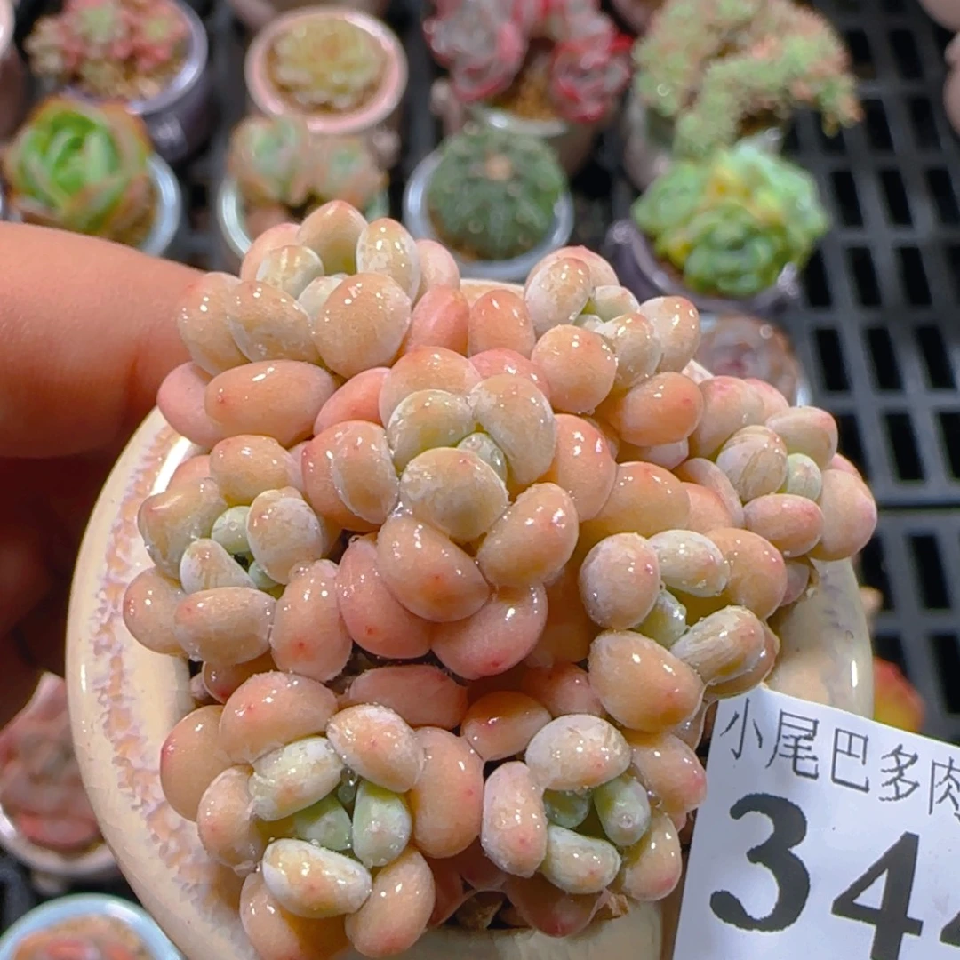 AP小尾巴5CM迷你拇指盆栽精控多肉344