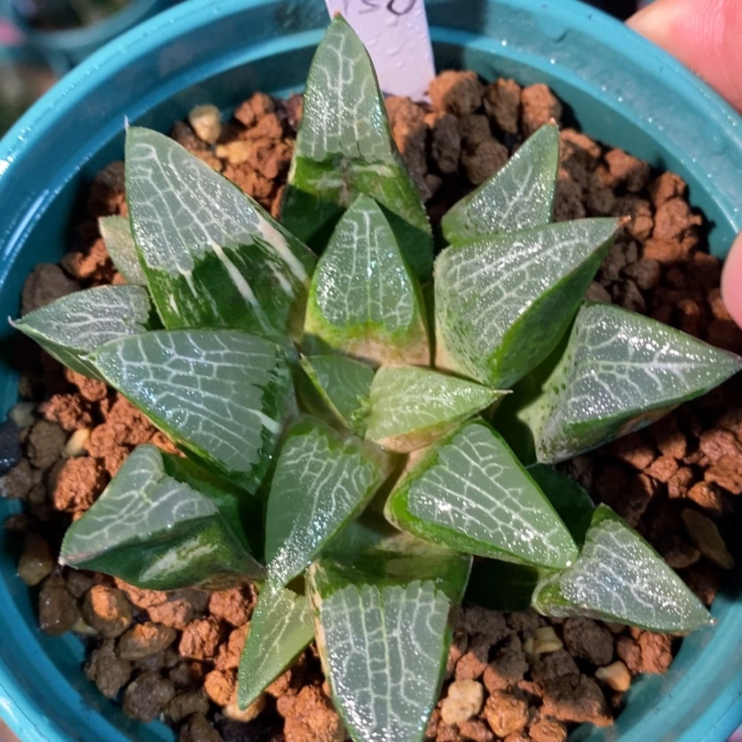 一颗实生大克锦