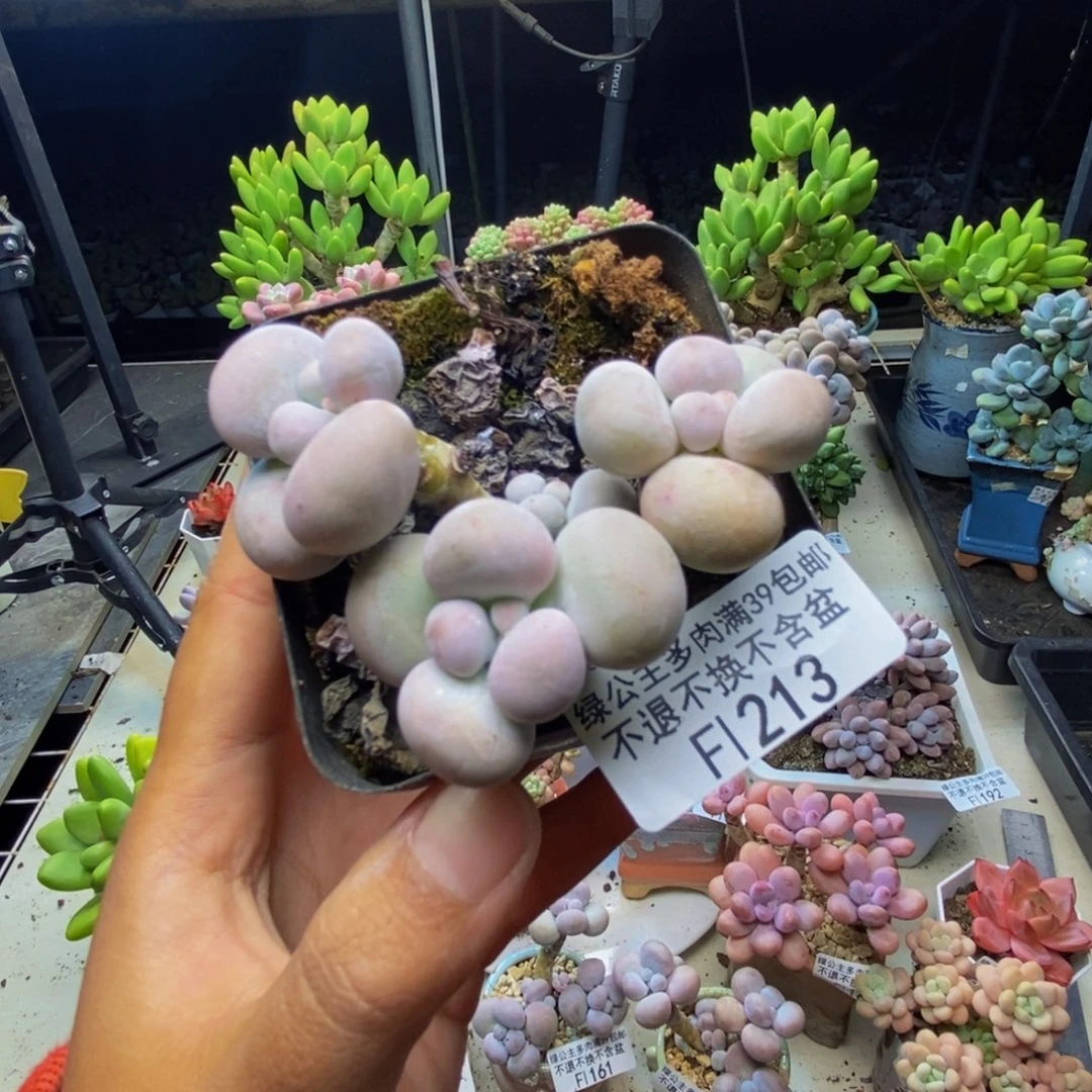 213芭比奶多肉5c m