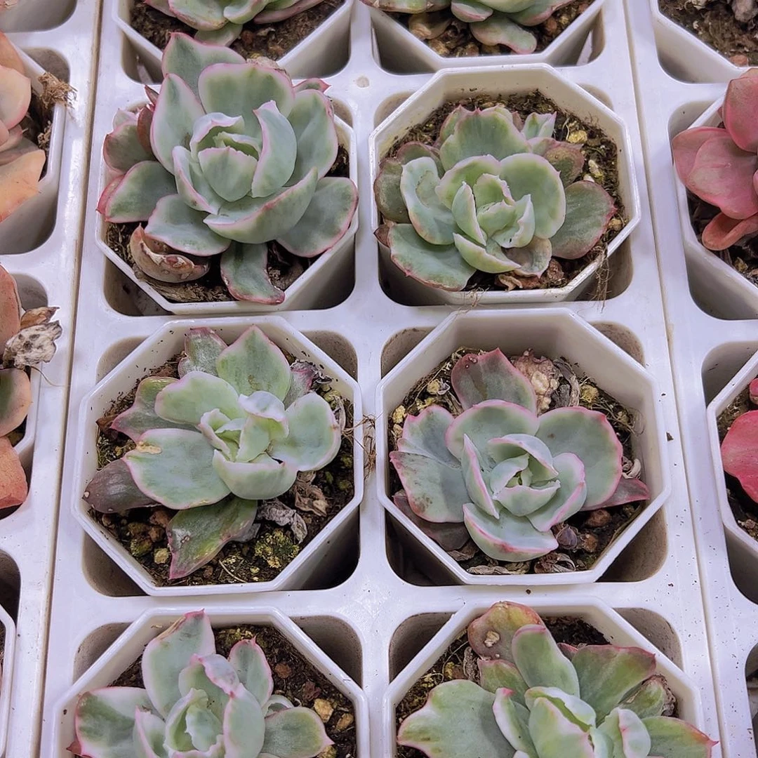 伯克利锦19包邮带盆带土