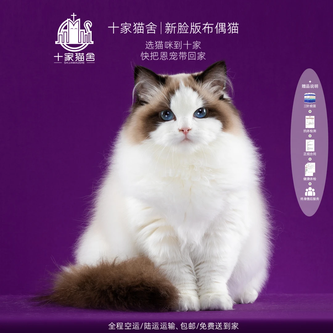 【十家猫舍】麦穗-妹妹 I新脸版布偶猫I猫咪活体