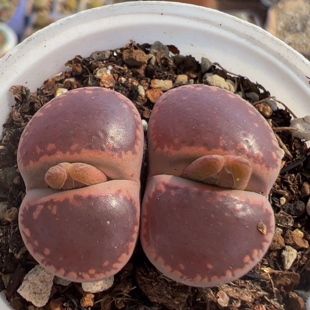 98多肉植物百科植物