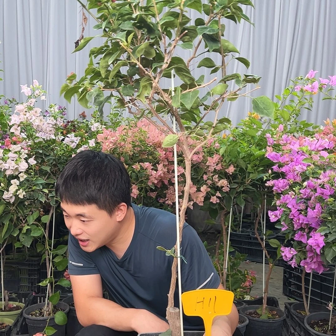 D***e当前无花栽培后可以开花H11不甜
