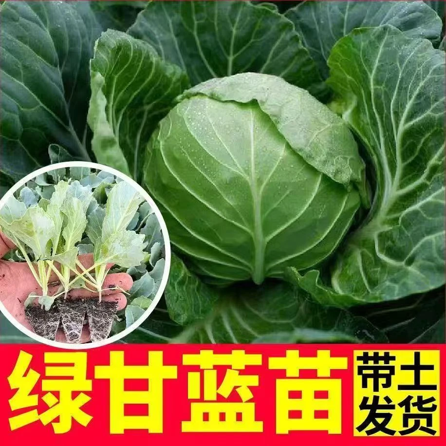 甘蓝苗包菜秧苗卷心菜绿大头菜苗绿甘蓝耐寒耐热全国四季好种植