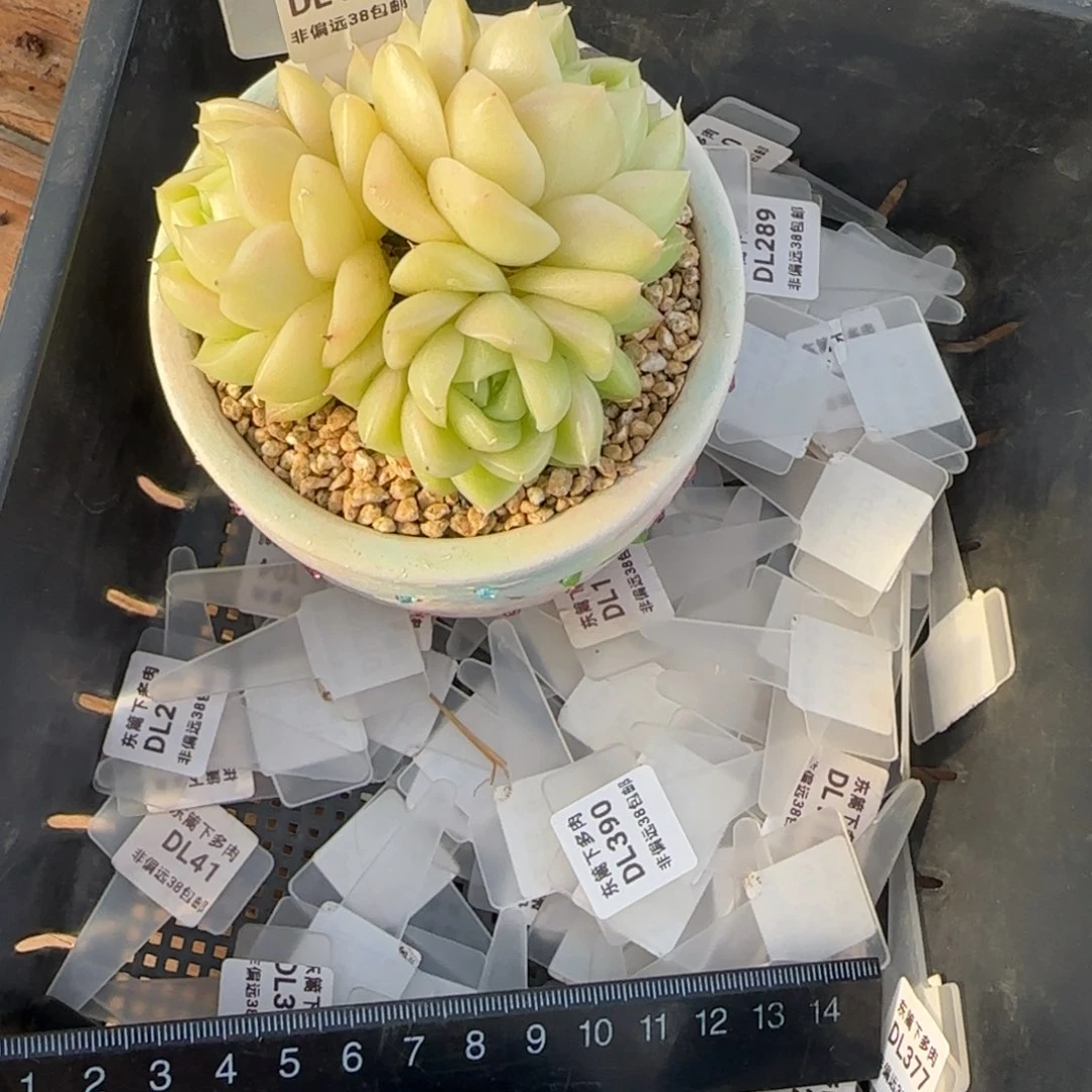 2****⁸192东篱下多肉植物盆栽