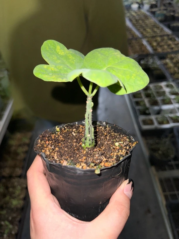 针腺蔓多肉植物多肉