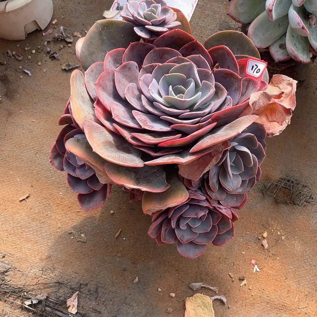 170尘埃玫瑰 一物一拍多肉