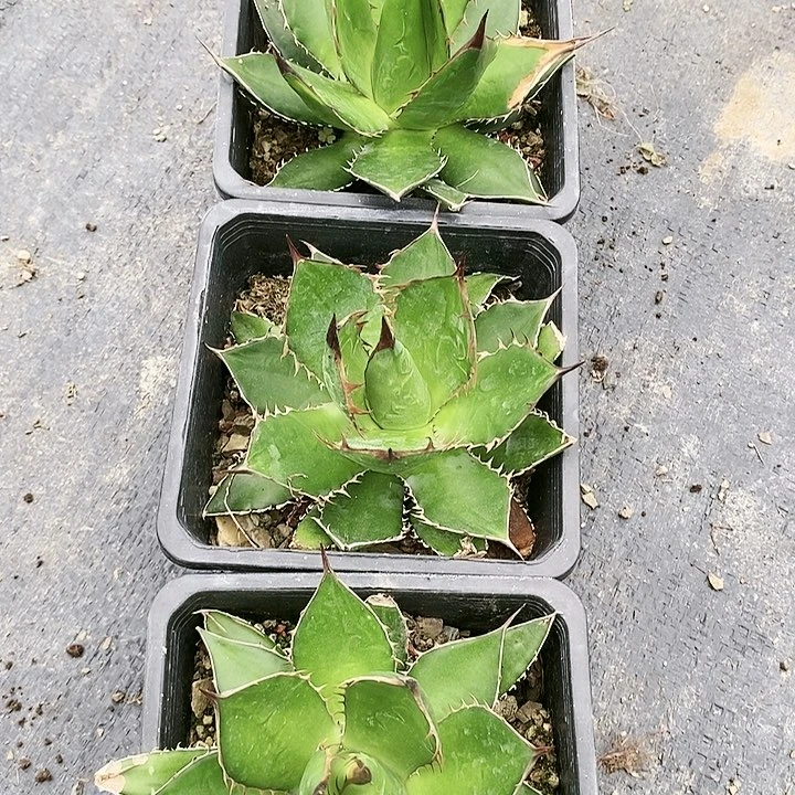 【闪购商品】无花朵贺*江龙舌兰霍利达