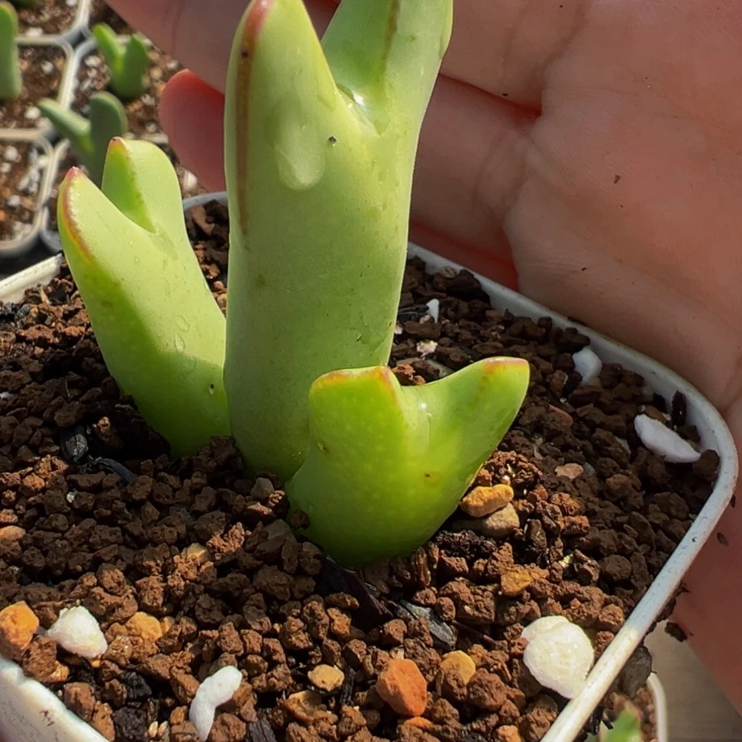 752多肉植物种类多样