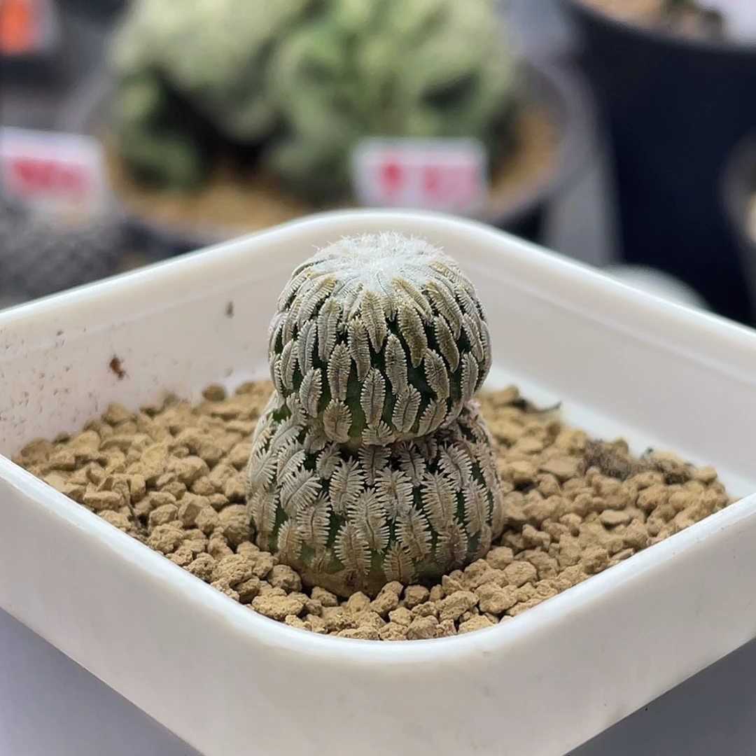 雪顶雪人精巧丸仙人球