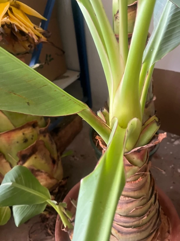 地涌金莲花苗精品易活耐旱美观开花发货根部植株盆栽正宗云南批发