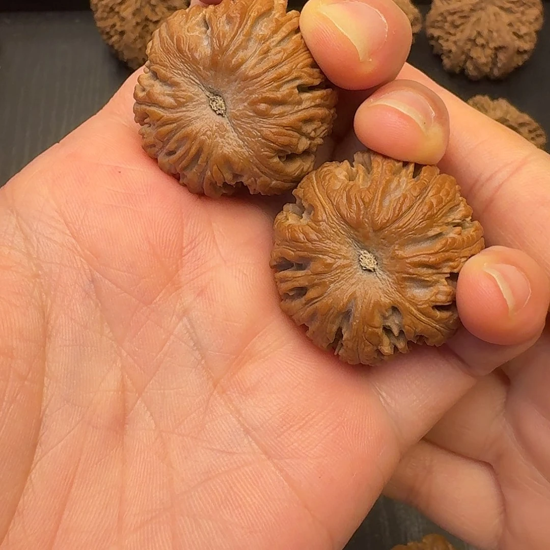 正***取核桃突突突突突突