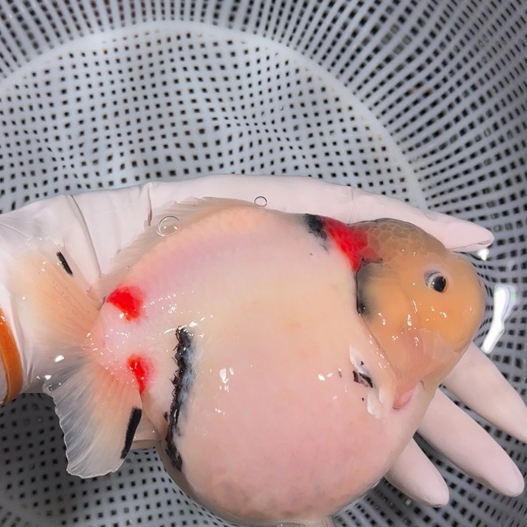 金鱼类不分公母16/17