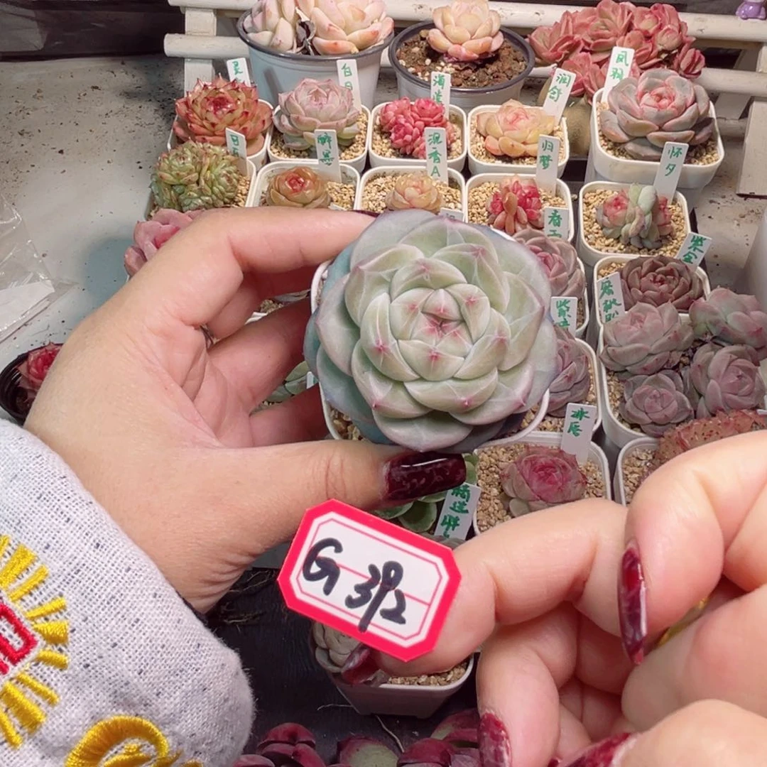 白*子G392一物一拍 宫灯