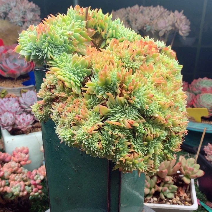 多肉植物一物一拍43