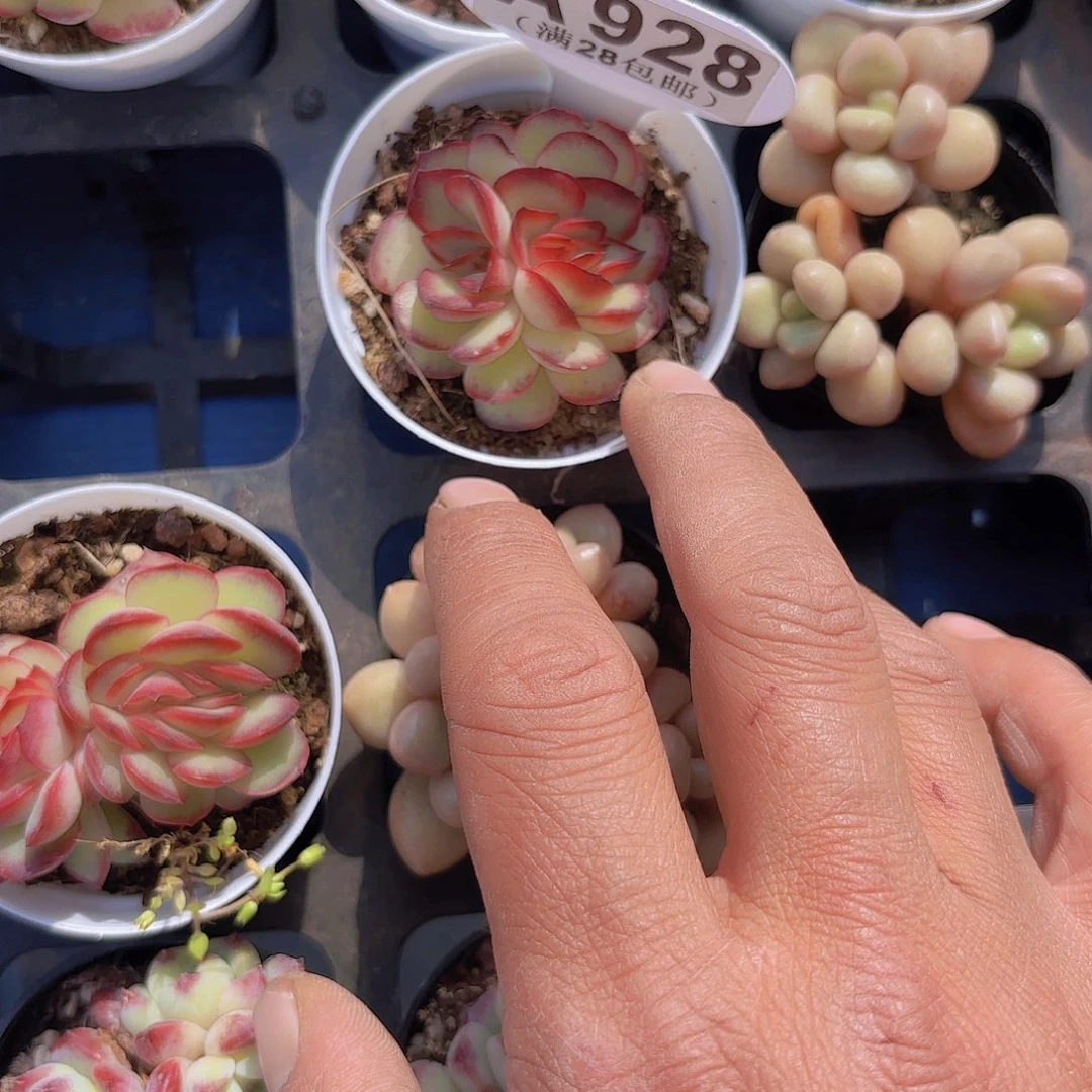 木*A928肉酱玫瑰缀一物一拍