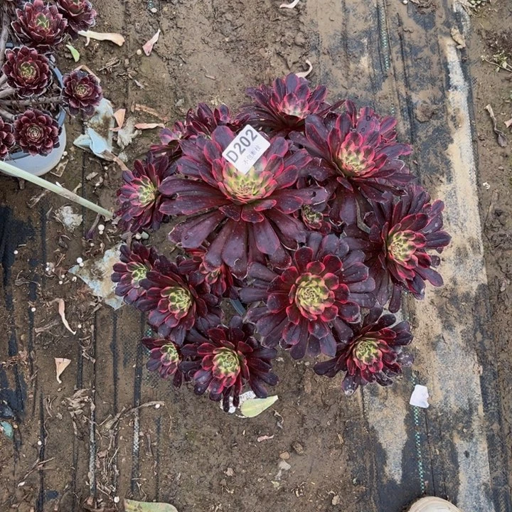 吃****子202黑金刚多肉法师不包断枝