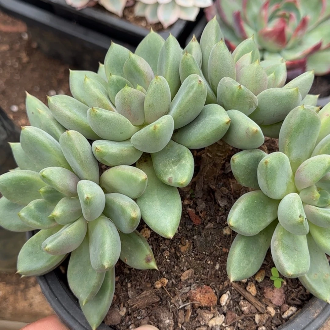 红象牙朵朵缀惊鸿一物一拍包装收缩花旱