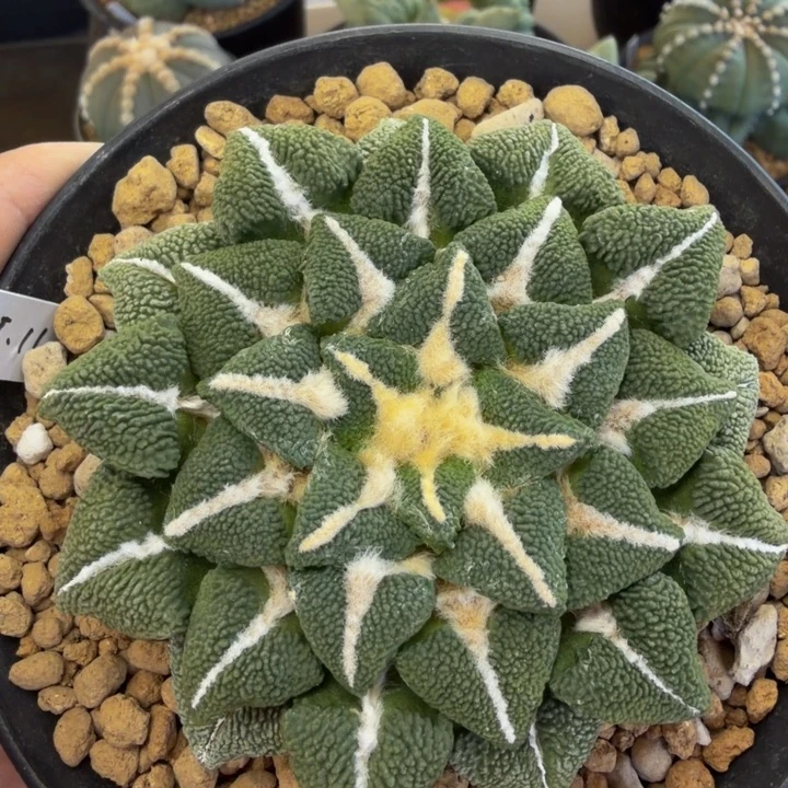 顶配版大型肥厚尤黑牡丹