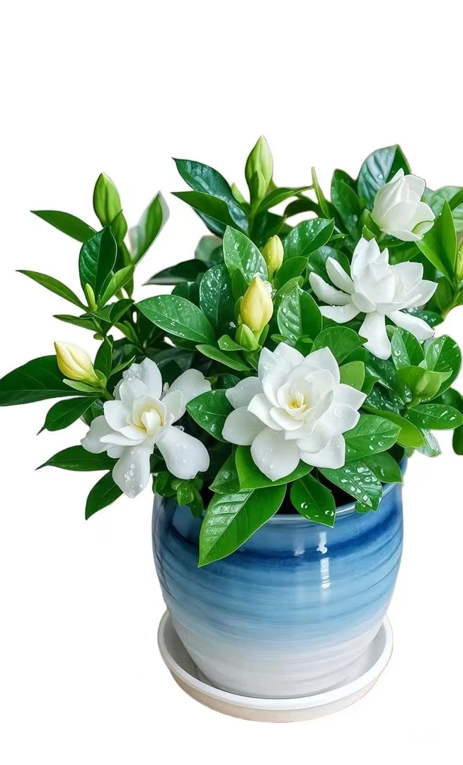 重瓣栀子花盆栽带花苞室内花卉净化空气浓香好养