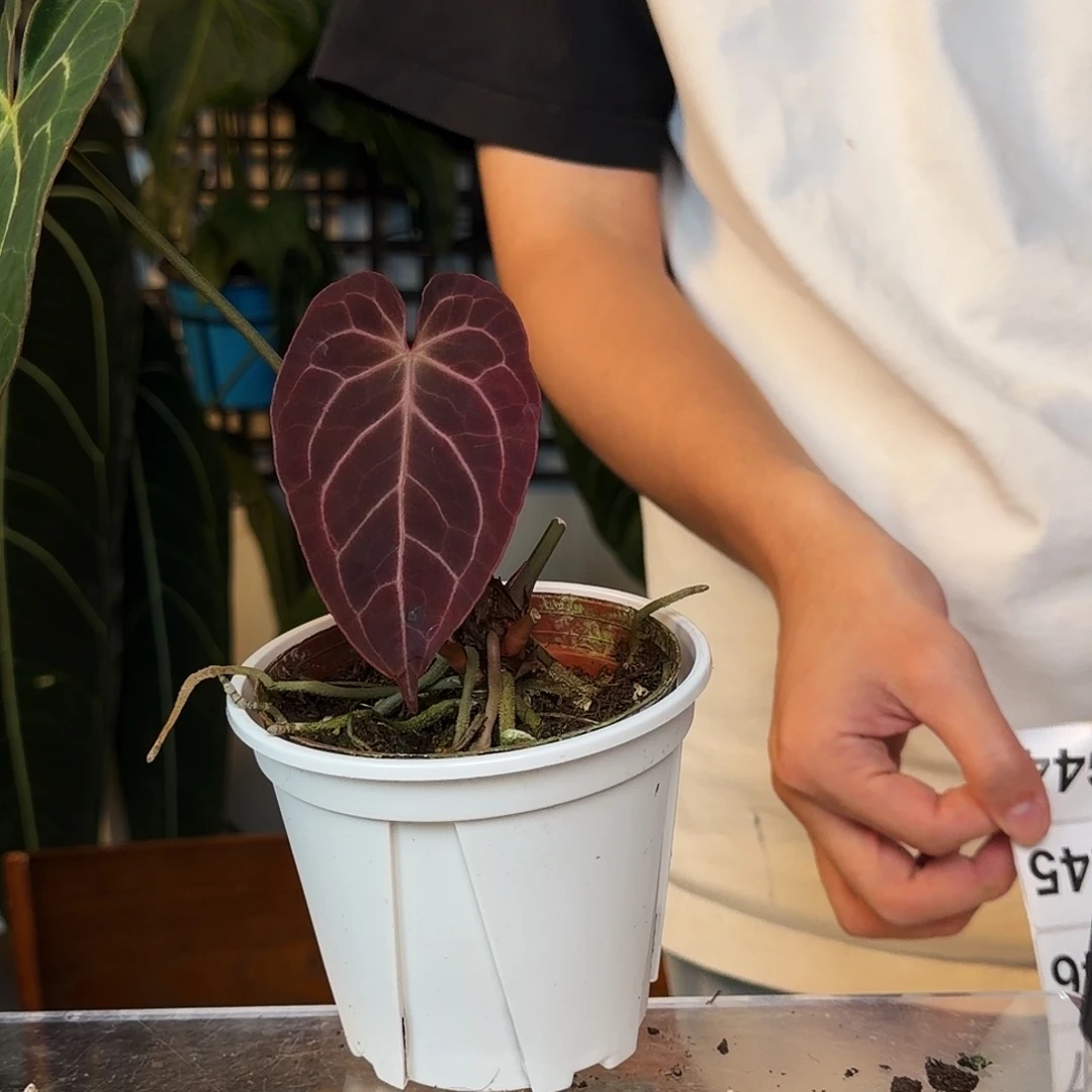 完全开放G43树莓