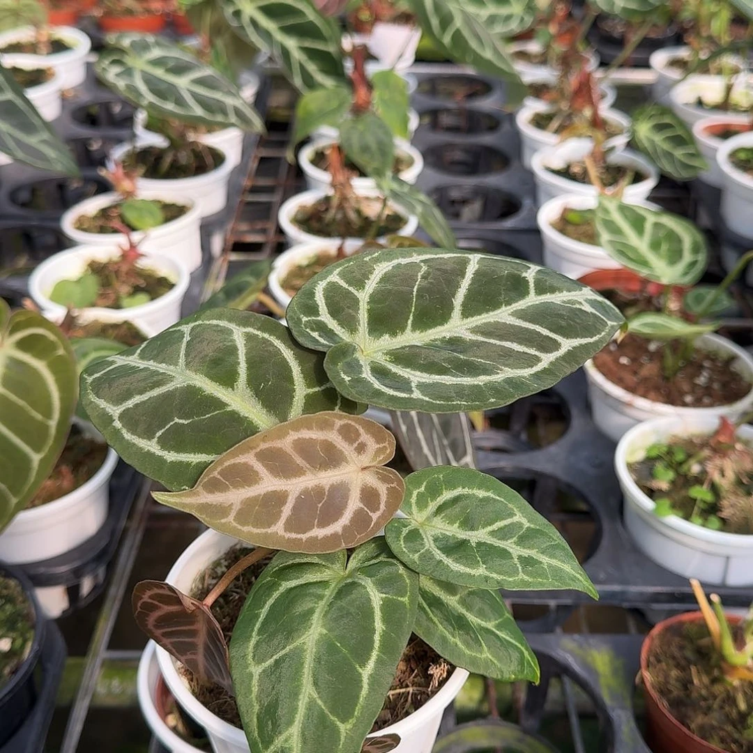 完全开放一物一拍L89