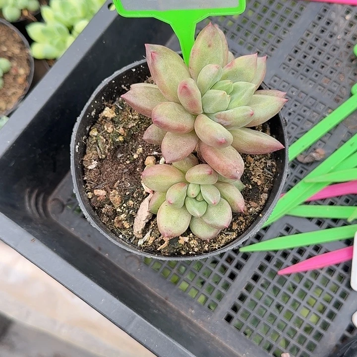 多肉植物米其林群583
