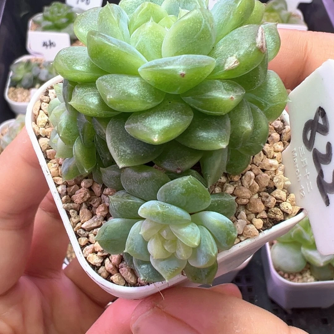 822号泼天富贵4头