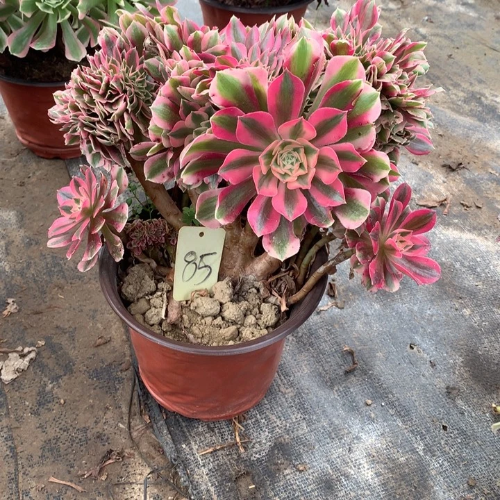 85粉女巫缀多肉一物一拍～