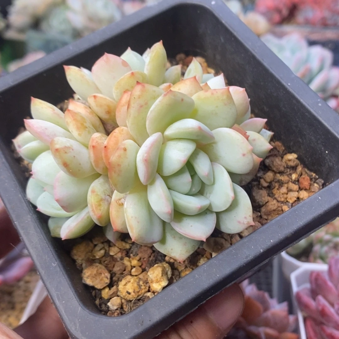 呆露露小群控养清棚