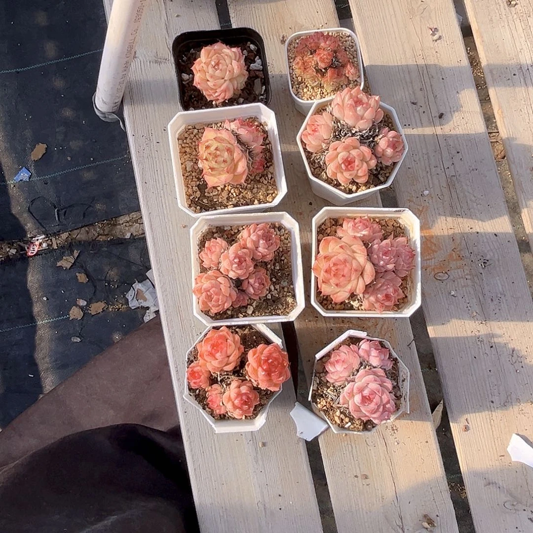 军***君587  麦杆群8个满18包邮