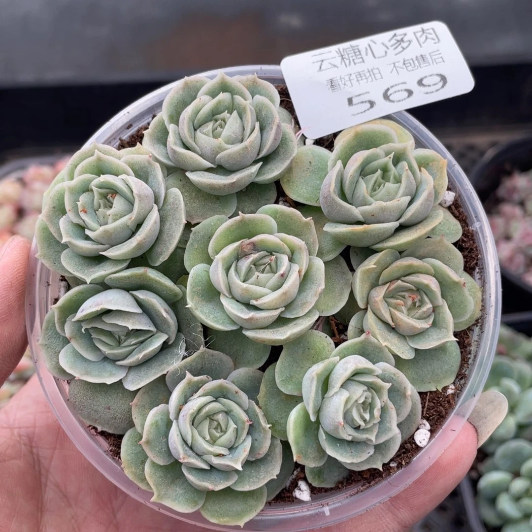 云糖心多肉植物569