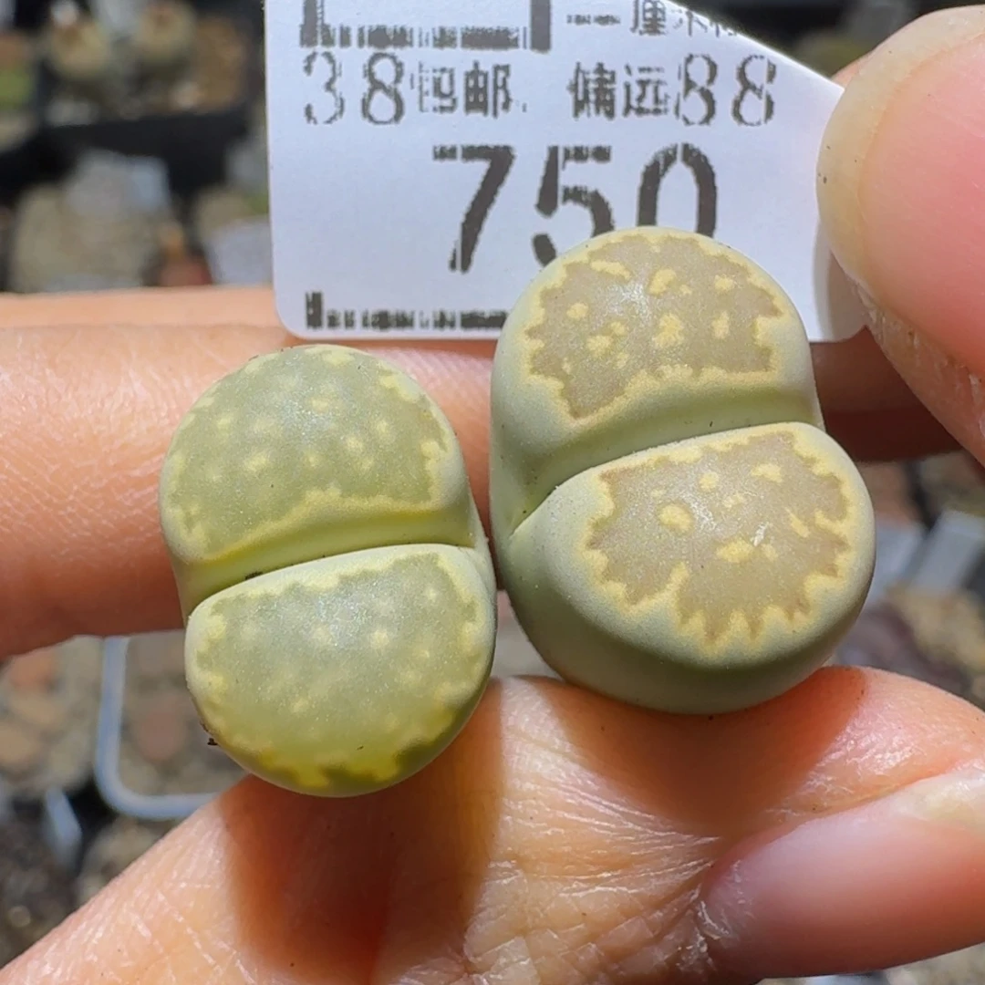 Ssss好便宜好便宜750
