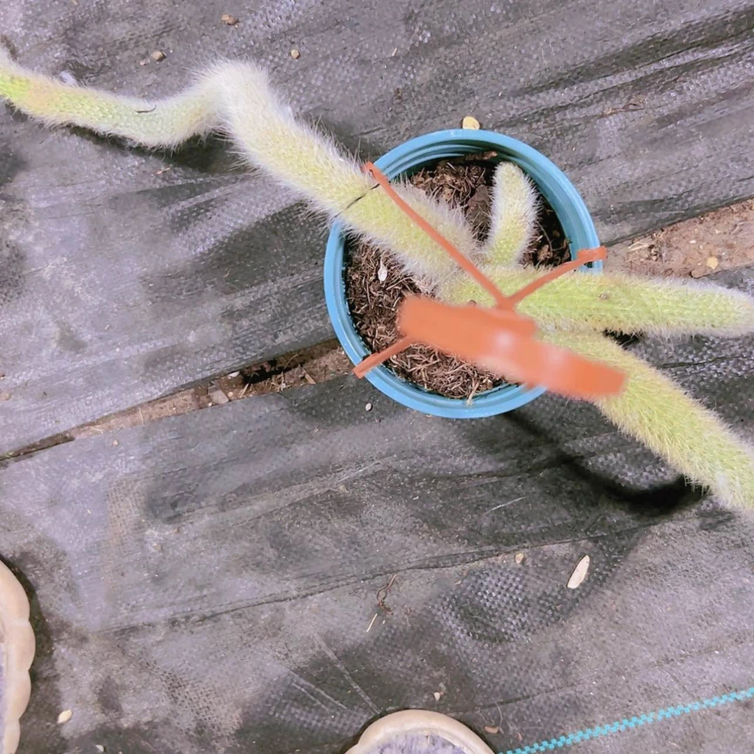 【闪购商品】九尾狐无砍大群15.8