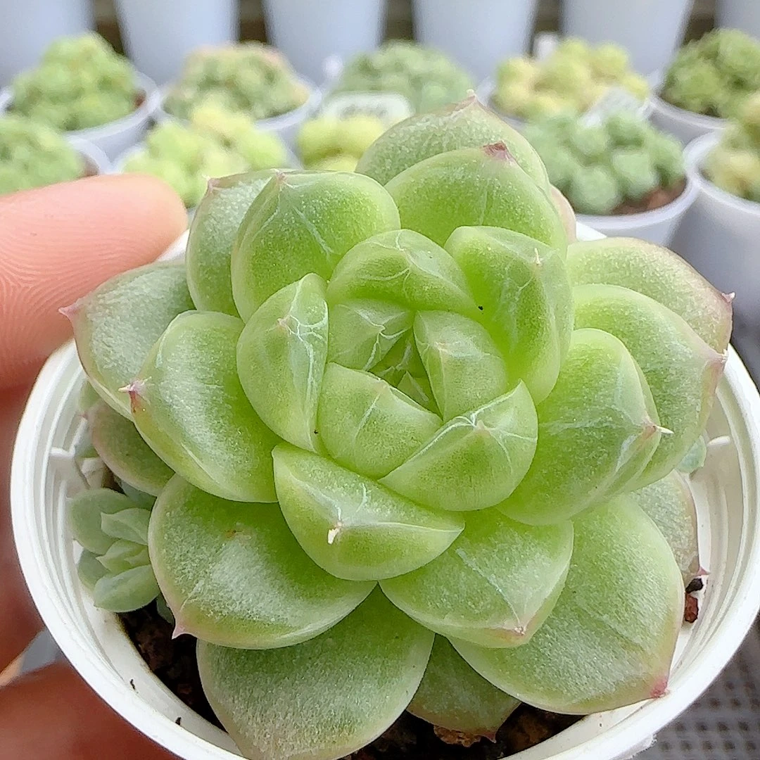 【闪购商品】0927-29包子麦杆