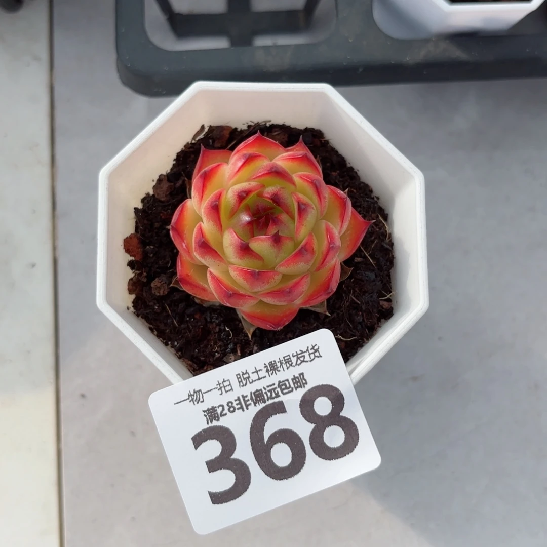 月亮石无盆土发货