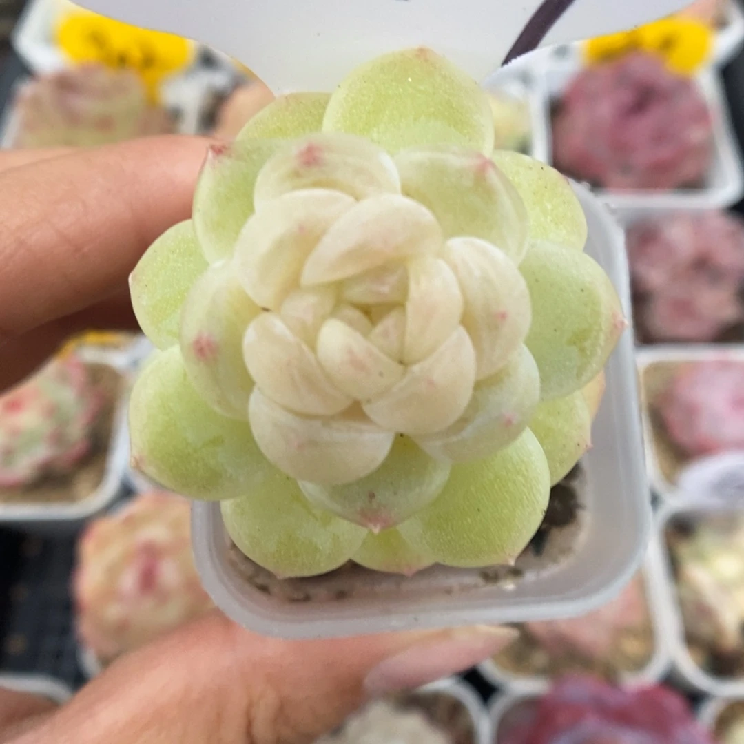 财富12可拍549号。