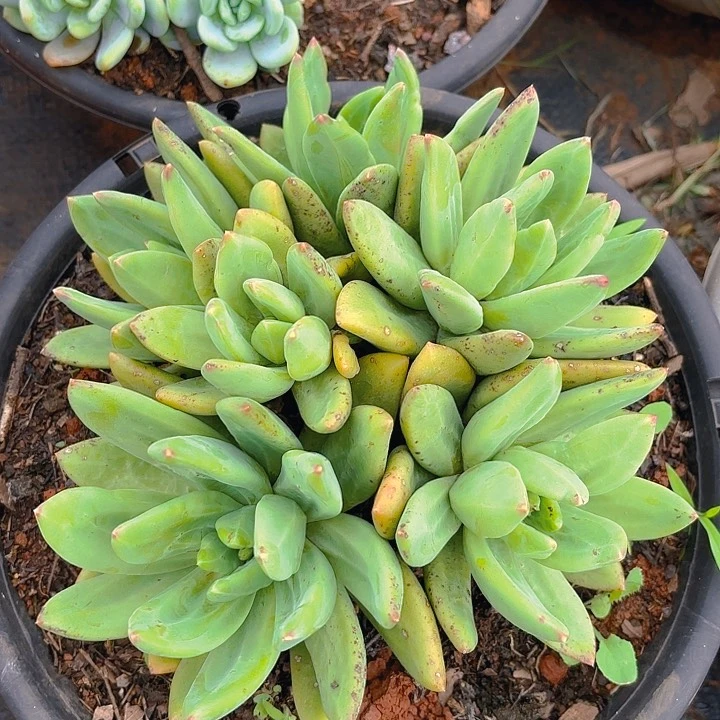 多肉植物，。。。。。。。。。。。。。