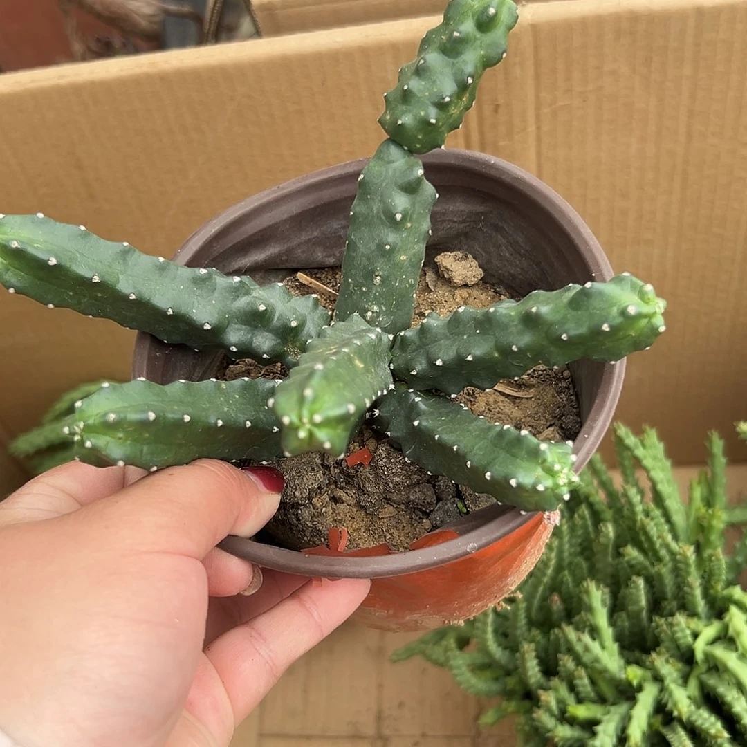 多肉植物多肉植物